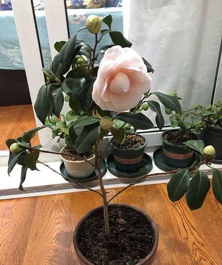 山茶树花怎么养殖