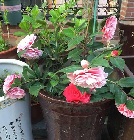 山茶树花怎么养殖