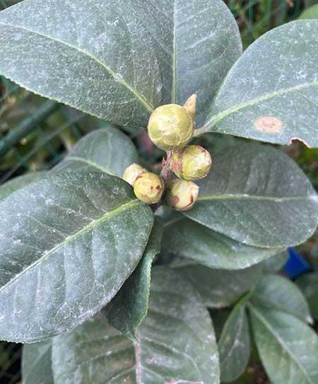山茶树花怎么养殖