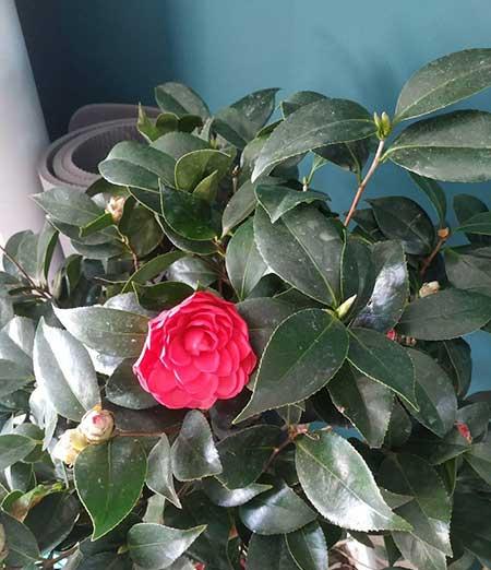 山茶树花怎么养殖
