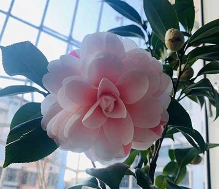 山茶树花怎么养殖