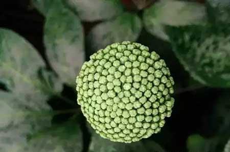 三七绿植怎么养
