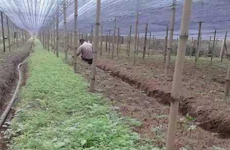 三七绿植怎么养
