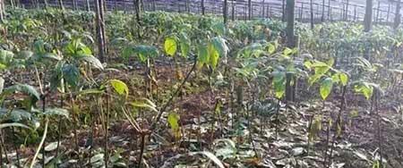 三七绿植怎么养