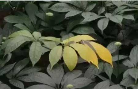三七绿植怎么养