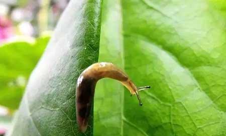 三七绿植怎么养