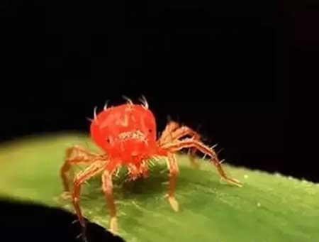 三七绿植怎么养
