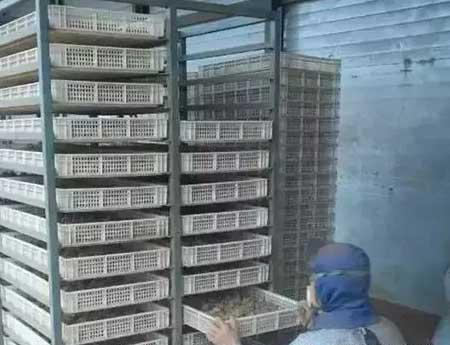 三七绿植怎么养
