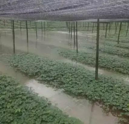 三七绿植怎么养