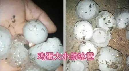 三七绿植怎么养