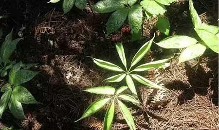 三七绿植怎么养