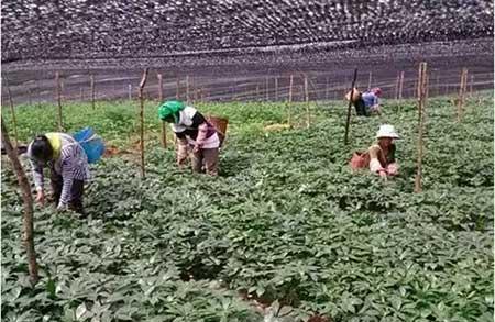 三七绿植怎么养