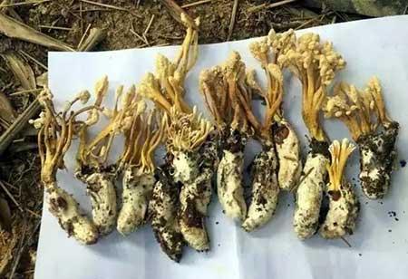 人工培育金蝉花养殖