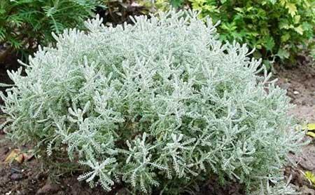 驱蚊绿植怎么养