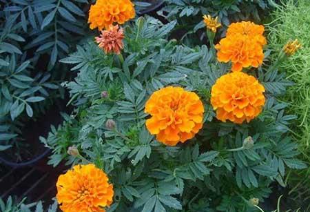 驱蚊绿植怎么养