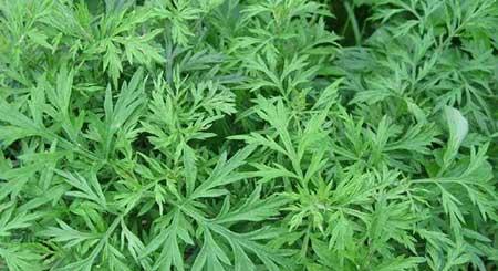 驱蚊绿植怎么养