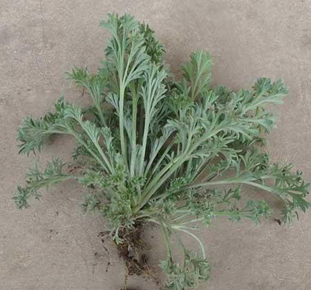 驱蚊绿植怎么养