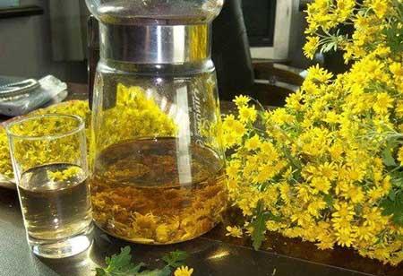 驱蚊绿植怎么养