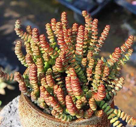 钱多多绿植怎么养