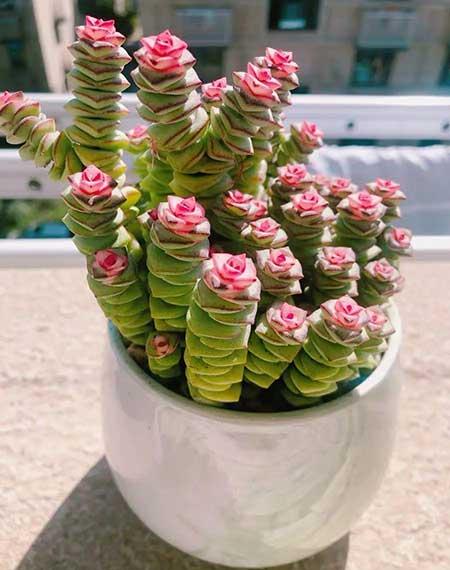 钱多多绿植怎么养