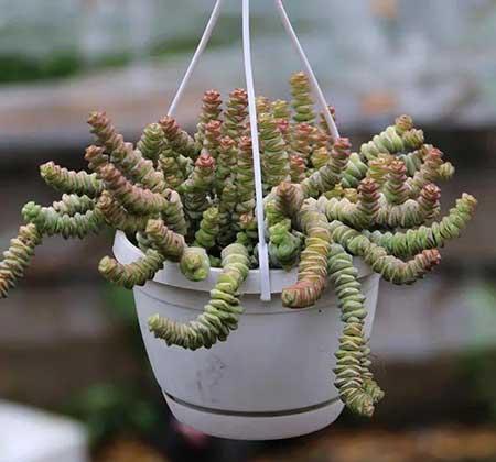 钱多多绿植怎么养