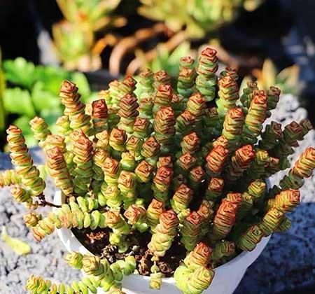 钱多多绿植怎么养
