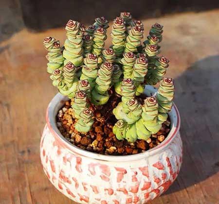 钱多多绿植怎么养