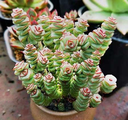 钱多多绿植怎么养