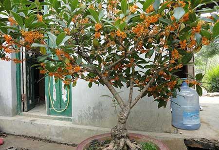 平步青云绿植怎么养
