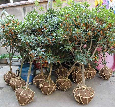 平步青云绿植怎么养