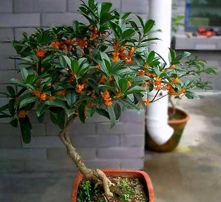 平步青云绿植怎么养