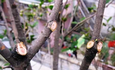 平步青云绿植怎么养