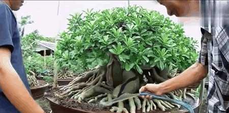 平步青云绿植怎么养
