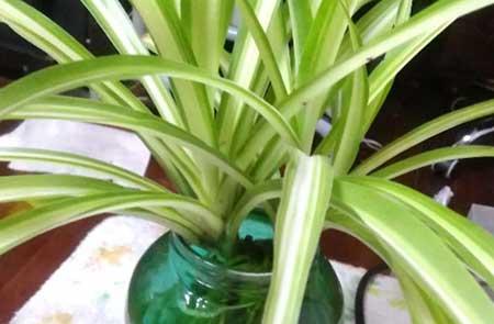 泡水养的植物