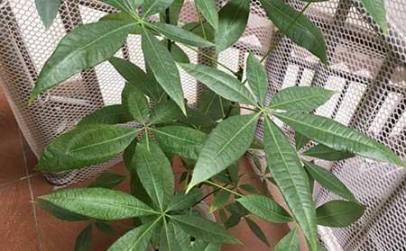 泡水养的植物