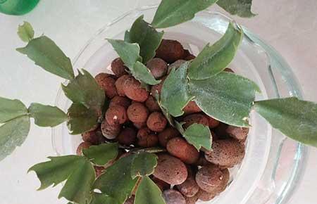 泡水养的植物