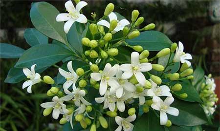 南方好养活的花
