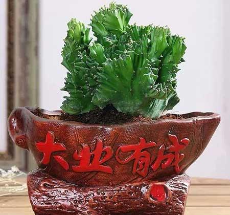 男士适合养什么花