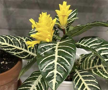 哪种花草最好养