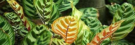 猫眼绿植怎么养