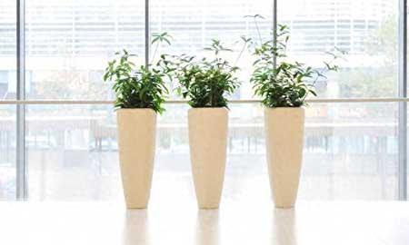 绿色植物租赁业务
