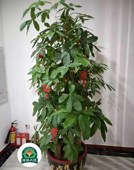 绿植租摆承接