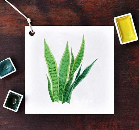 绿植养护卡片制作