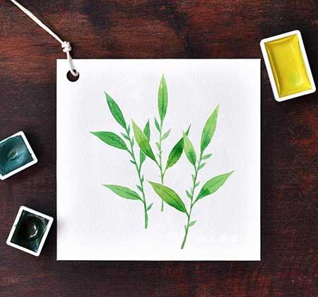 绿植养护卡片制作