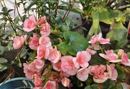 绿植养护工作管理