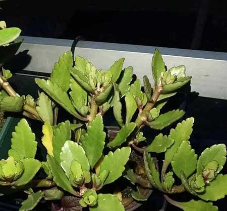绿植养护工作管理
