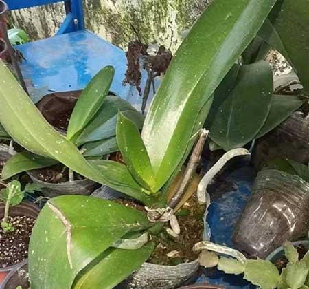 绿植养护工作管理