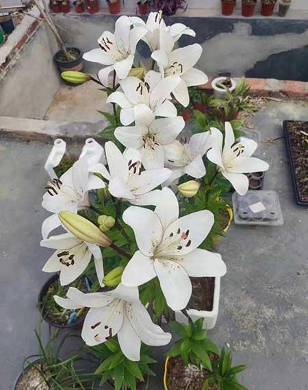 绿植养护工作管理