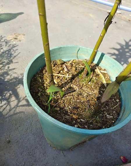 绿植养护工作管理