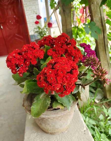 绿植养护工作管理